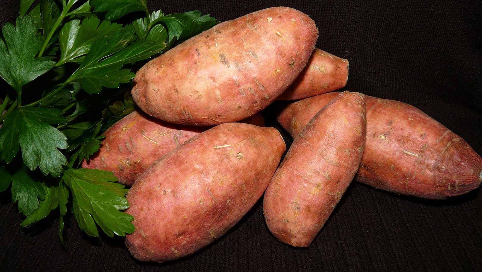 Gastrodontti tutkii: Bataatti