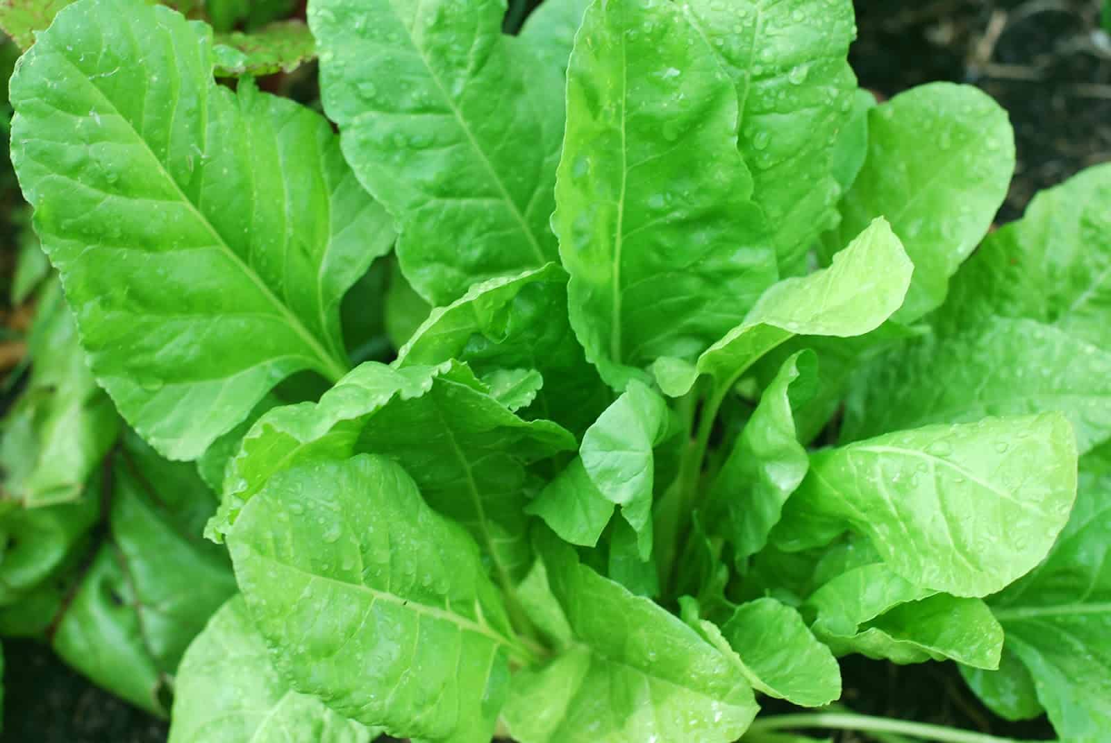 Gastrodontti tutkii: Pinaatti