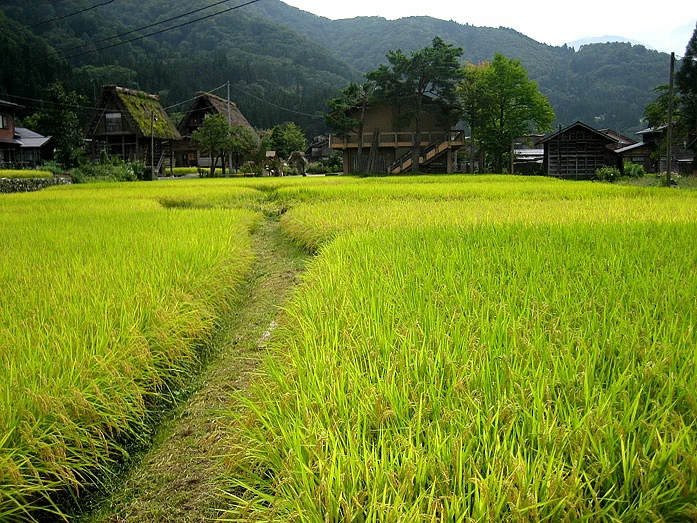 Shirakawa-gōn joen ja peltojen laidat