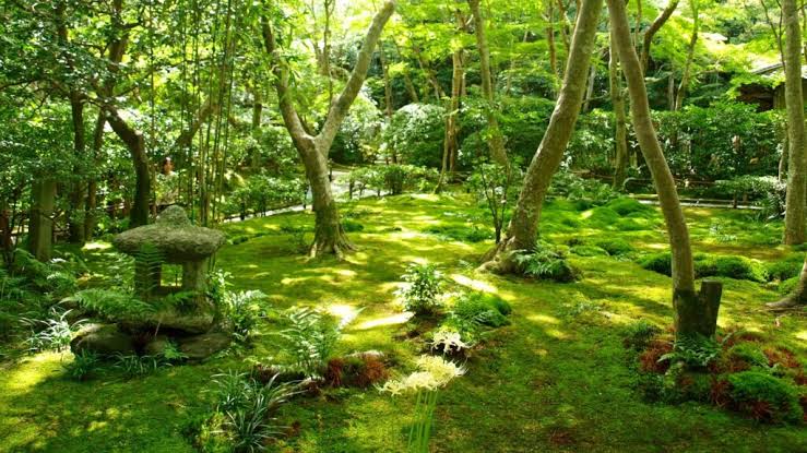 Saihō-jin sammalpuutarha Kiotossa